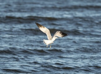 Common white gull flying over the sea