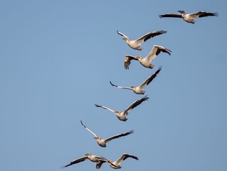 Group of pelicans flying in the air against a blue sky