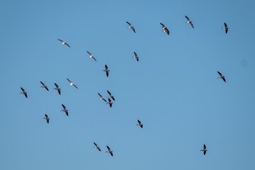 Group of pelicans flying in the air against a blue sky