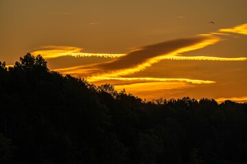Silhouette of the green lush trees at orange sunset