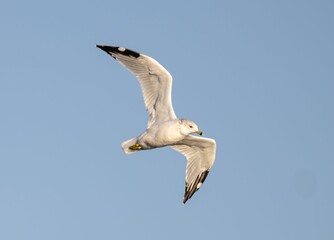 Low-angle shot of the common gull flying against a blue sky