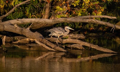 Great blue heron perched on the tree branches near the lake
