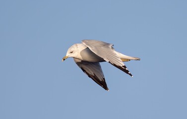 Low-angle shot of the common gull flying against a blue sky