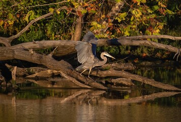 Wild gray heron landing on a piece of driftwood on the shore of a lake