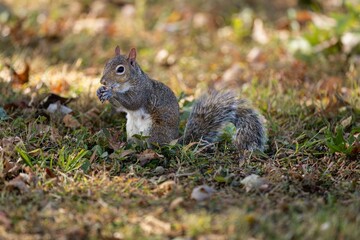 Naklejka na ściany i meble Closeup shot of the squirrel eating nuts in the wild