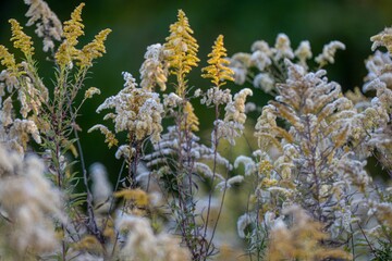 Closeup shot of the wild plants on a sunny day