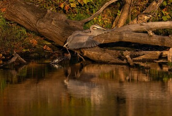 Great blue heron perched on the tree branches near the lake