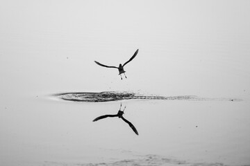 Selective focus grayscale shot of a seagull flying over water