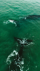 Fototapeta premium Baleia Franca Oceano Atlantico Sul Eubalaena Australis Animal Aquático Água Salgada Mar Vida Marinha Submarina Natureza Peixe Mamífero Sol Verão Conservação Drone Aérea 