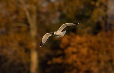 Selective focus shot of a seagull flying in a clear sky