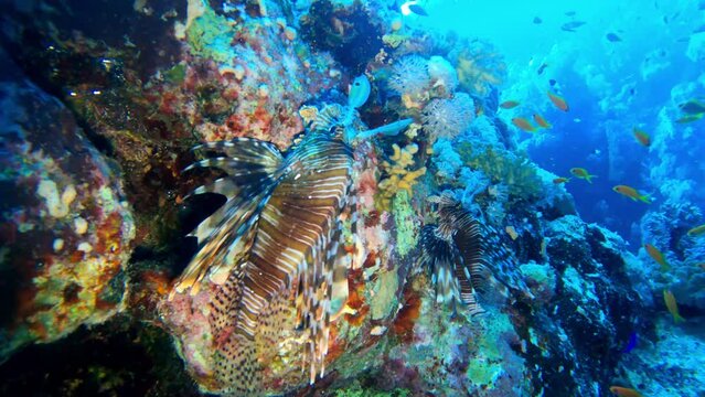 Zebra turkeyfish or zebra lionfish at the bottom of the Red sea , Egypt, travel concept