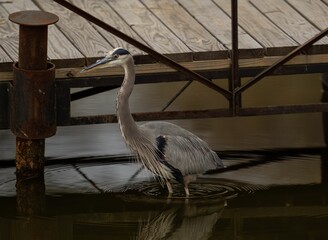 Closeup shot of a grey heron (Ardea cinerea) standing in the lake