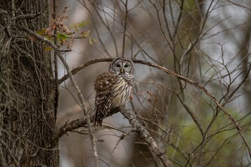 Strix owl perched on the tree branch in the forest