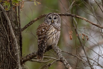 Closeup of a Strix owl perched on the tree branch in the forest