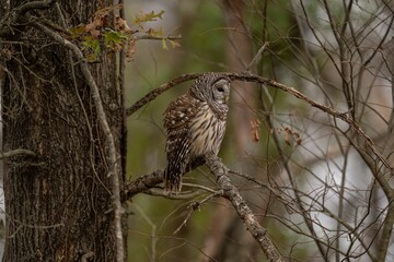 Strix owl perched on the tree branch in the forest