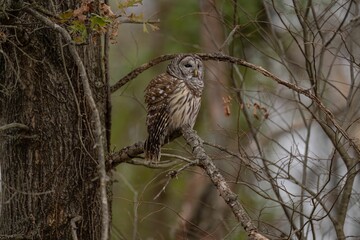 Strix owl perched on the tree branch in the forest