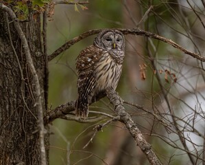 Closeup of a Strix owl perched on the tree branch in the forest