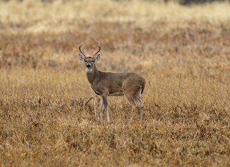 Odocoileus deer standing in the field and looking at the camera