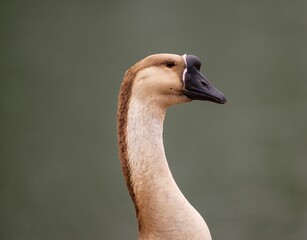 Fototapeta premium Closeup shot of a duck against the blurry background