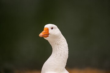 Closeup shot of a white duck against the blurry background