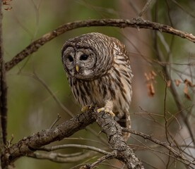 Closeup shot of a Strix owl perched on the tree branch