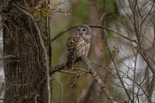 Strix owl perched on the tree branch