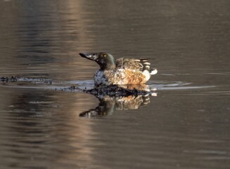 Shoveler duck swimming in water
