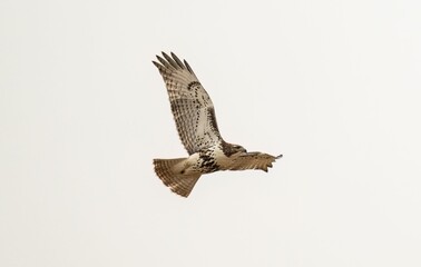 Low angle shot of a red-tailed hawk flying on a gloomy cloudy day