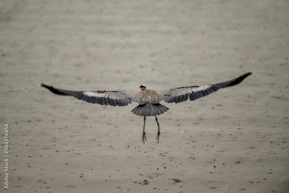 Poster Closeup of a great blue heron flying over a surface of water