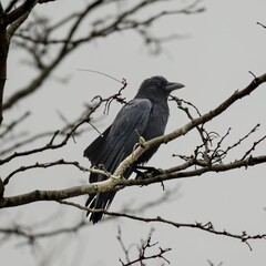 American crow (Corvus brachyrhynchos) perched on a tree branch