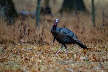 Selective focus shot of wild turkey in its natural environment
