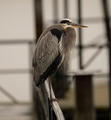 Selective focus shot of a grey heron (Ardea cinerea) perched on a metal railing