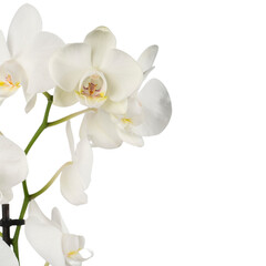 Naklejka na ściany i meble white orchid isolated on white background