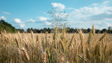 field of wheat