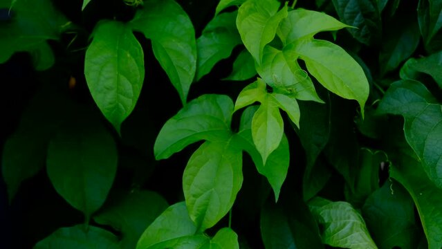 Leaves of Gac fruit Momordica cochinchinensis