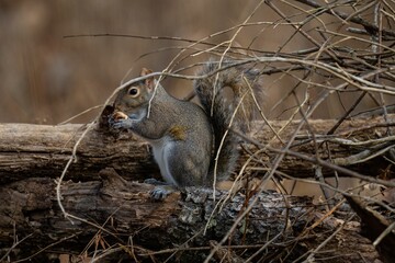 Closeup of Eastern gray squirrel on a tree with dry branches eating