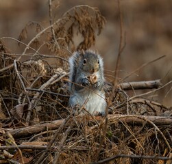 Closeup of Eastern gray squirrel on a tree with dry branches eating