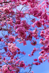 Tabebuia rosea flowers  ,Beautiful pink flowers are in full bloom for the background.in the summer in Thailand 