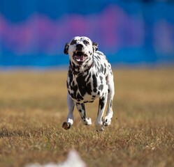 Purebred dalmatian dog running on the grass on a sunny day with blur background