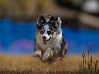 Shallow focus shot of an Australian Shepherd dog running in the field with blur background