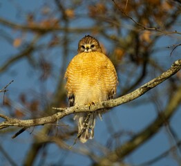 Red-shouldered hawk perching on a bare tree branch on a sunny day with blur background