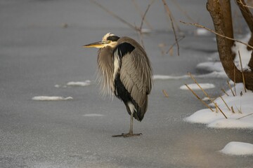 Closeup of a great blue heron, Ardea herodias wading bird standing on a frozen lake, ice in winter