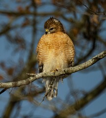 Closeup of a red-shouldered hawk, buteo lineatus perched on a tree branch on a blurred background