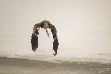 Great blue heron, Ardea herodias bird flying close to the frozen surface of an icy lake in winter