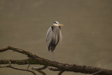 A Great blue heron bird standing on a branch of a tree in a river