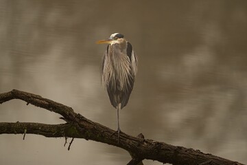 A Great blue heron bird standing on a branch of a tree in a river