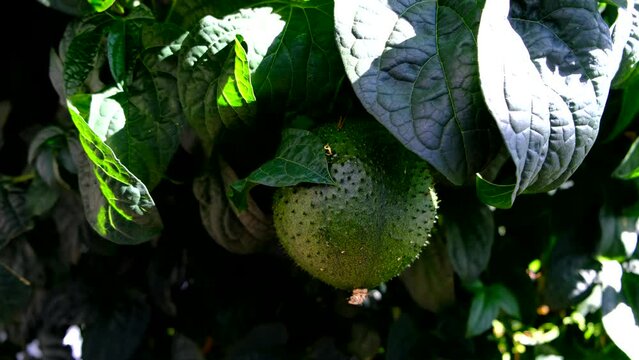 Cochinchin Gourd Gac, Momordica Cochinchinensis fruit on vine