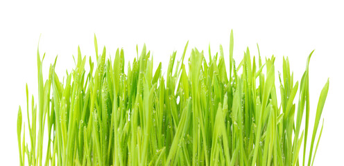 Green plant grass texture with water drops in PNG isolated on transparent background