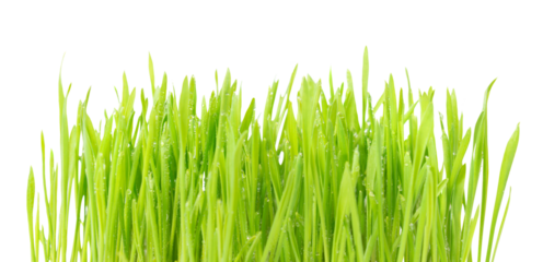 Green plant grass texture with water drops in PNG isolated on transparent background