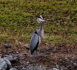 Closeup shot of the great blue heron standing on the ground